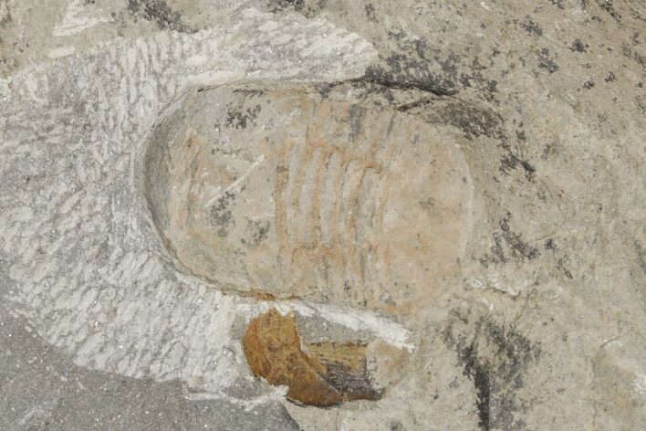 Pelagic Trilobite (Cyclopyge) Fossil - El Kaid Rami, Morocco #218764